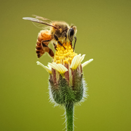 Bee my Future. Nel 2023, le api hanno nuovi alleati per proteggere